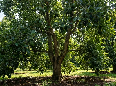 Árvores Frutíferas