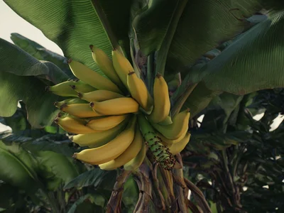 Árvores Frutíferas