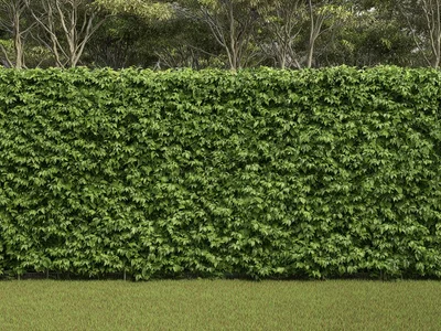 Jardins e Ornamentais