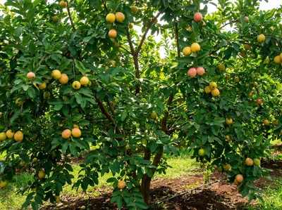 Árvores Frutíferas