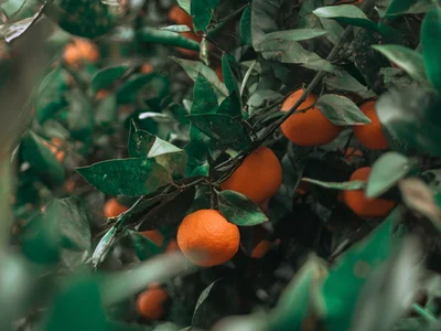 Árvores Frutíferas