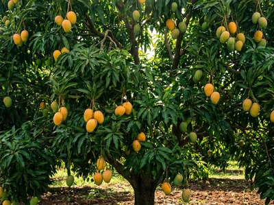 Árvores Frutíferas